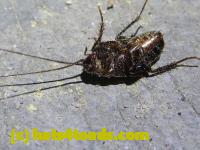 /home//u458753944/public_html/sourcegallery//Insects and small critters/roaches (Blattodea)/P1060839.JPG